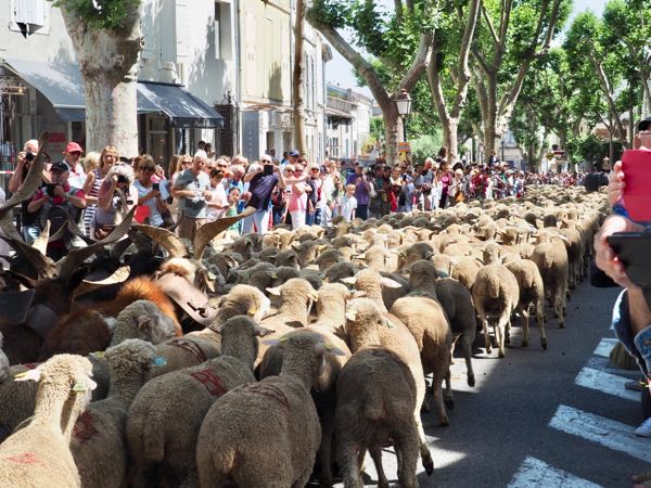 Sheep at the Fête de la Transhumance in St. Remy