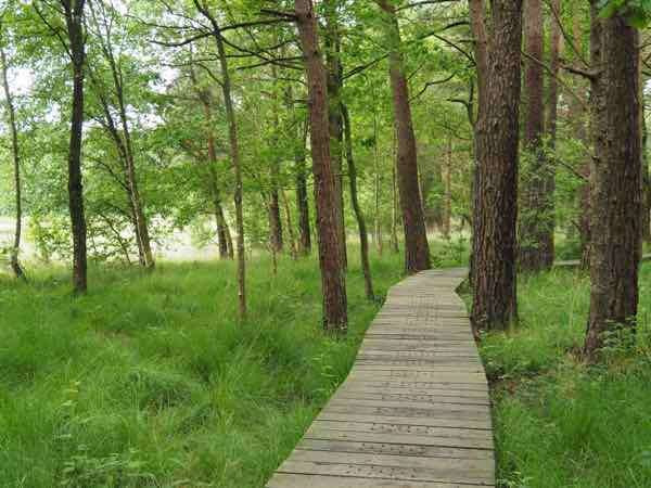 Walking path at Broceliande