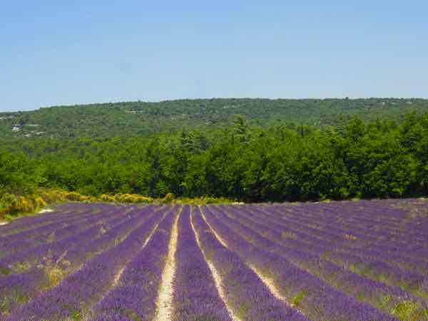Lavender outside of Bonnieux