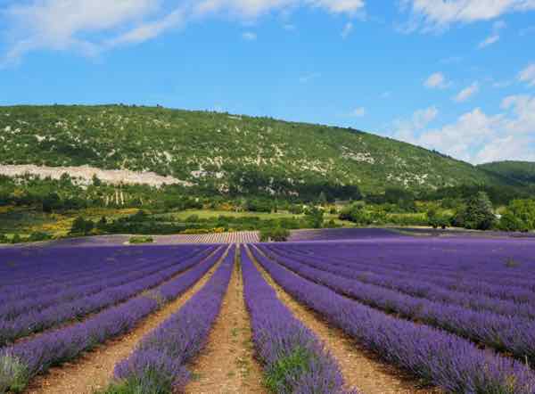 Lavender outside of Monieux