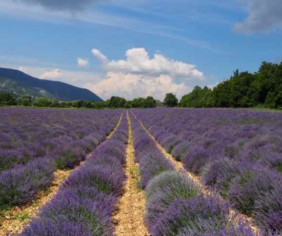 Where you can find lavender in Provence