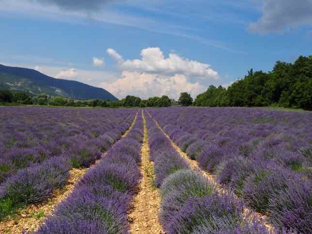 Where you can find lavender in Provence