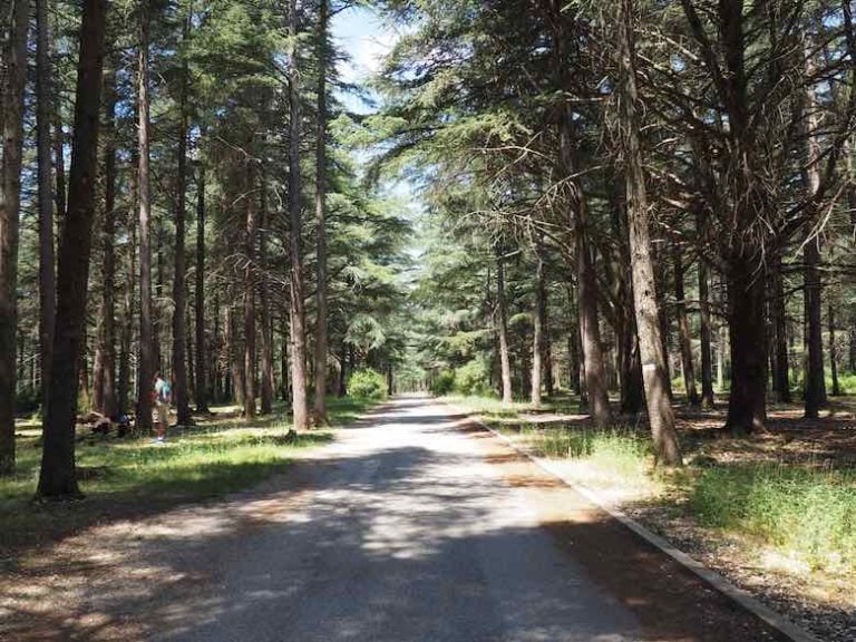 Trail at La Foret des Cedres Bonnieux (J. Chung)