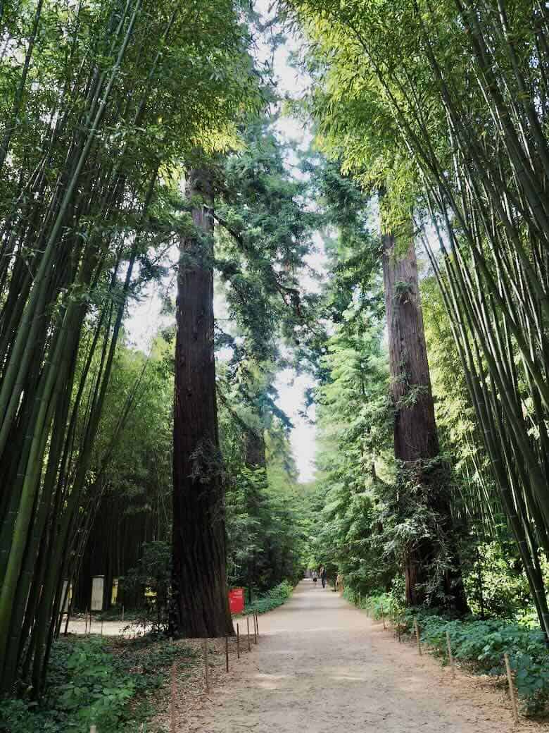 The Giant Sequoia Walk