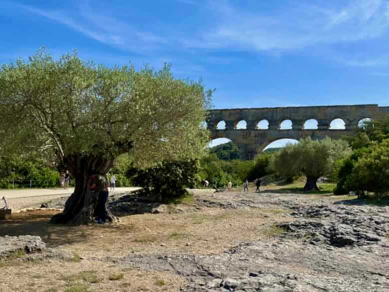 1000 year old olive tree at Pont du Gard