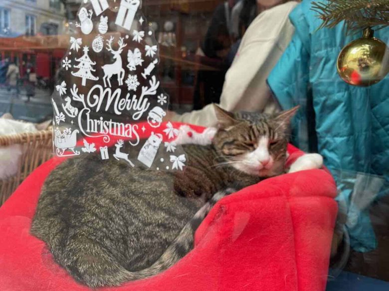 Cat in the window at Cafe des Chats, Paris