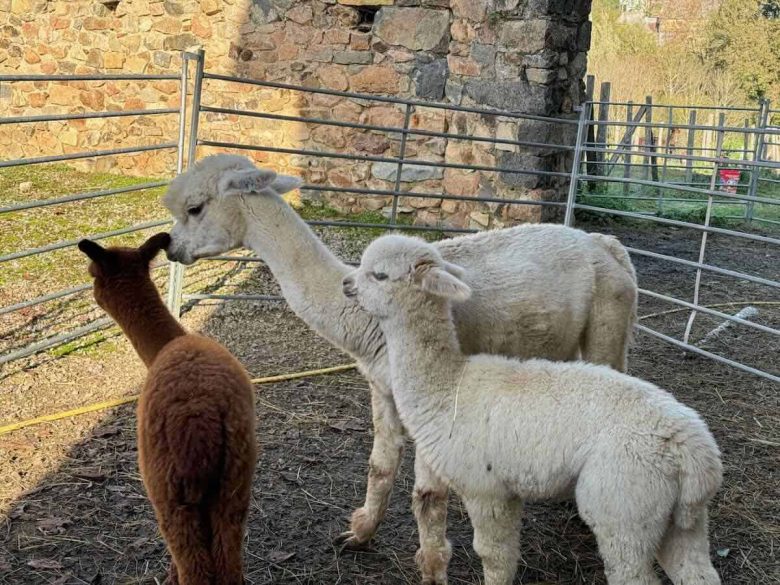 Alpaca mother and babies-DuPrem Alpaca farm