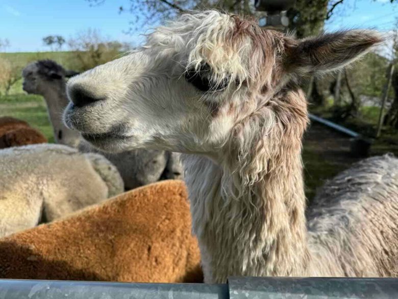 Alpaca at DuPrem Farm