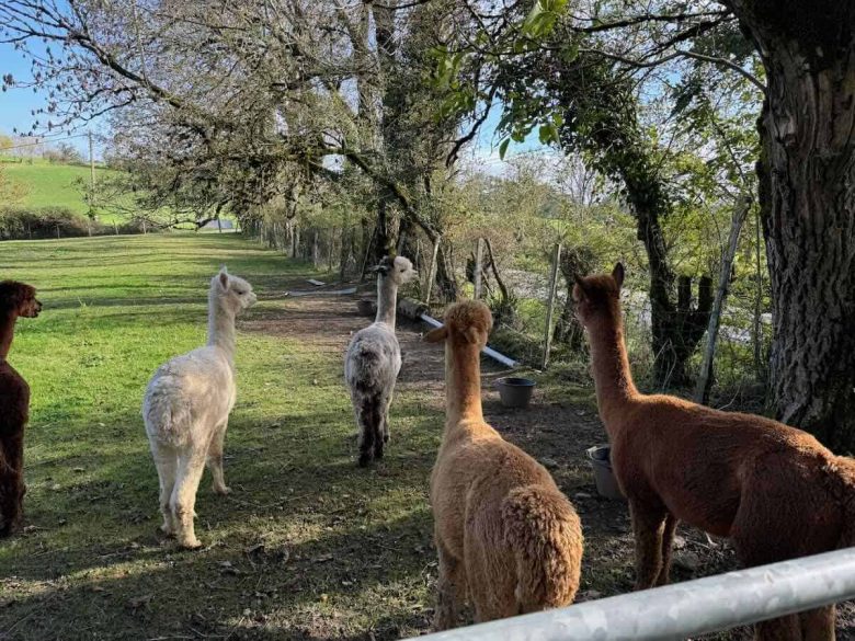 Alpacas watching a bicyclist go by