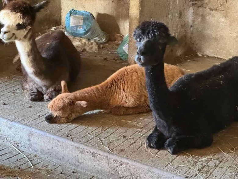 Alpacas in the barn at DuPrem Alpaca farm