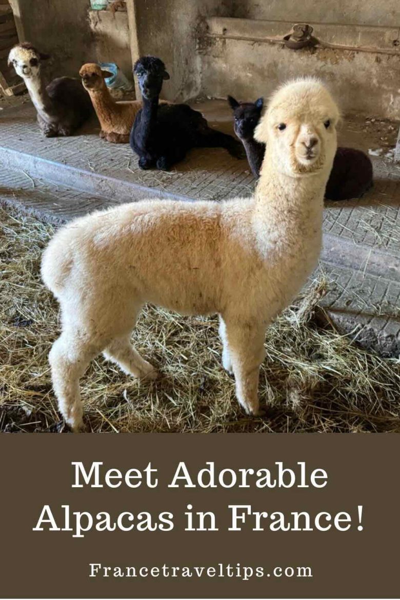 DuPrem Alpaca Farm--photo of an alpaca (PIn for Pinterest)