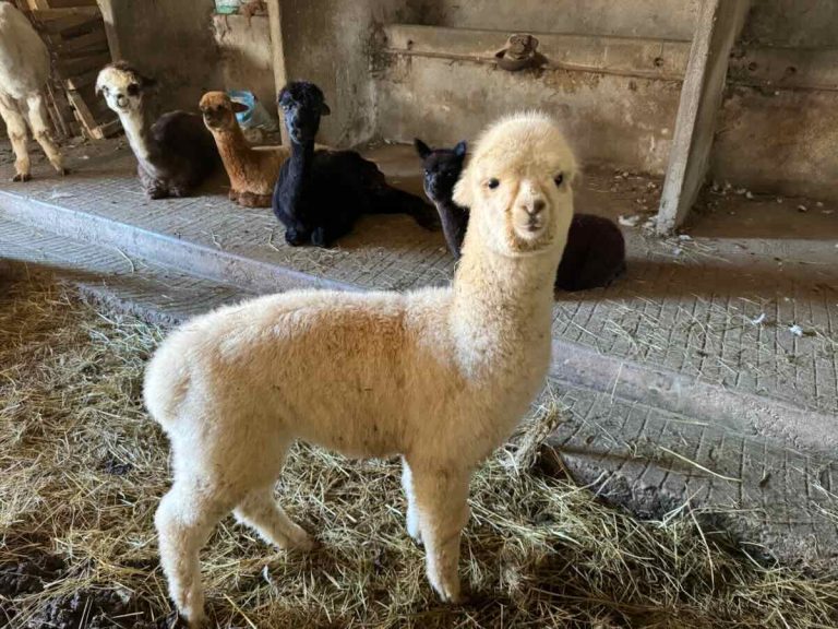 Duprem Alpaca (feat img)