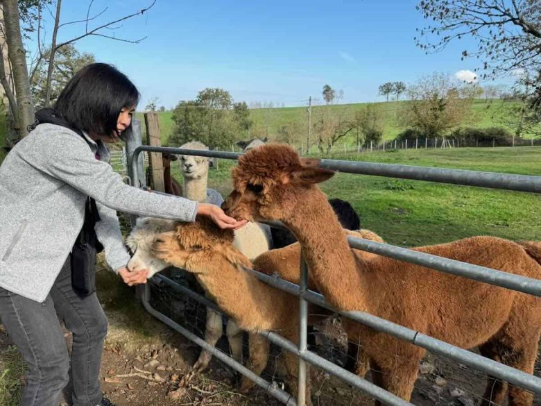 Jan feeding the alpacas
