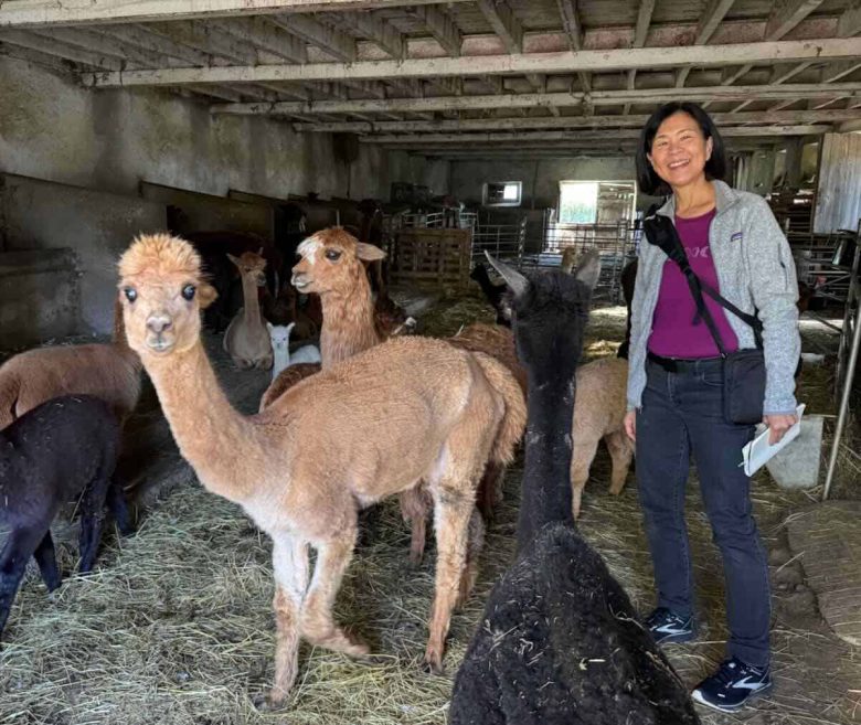 Jan with alpacas at DuPrem Alpaca farm.
